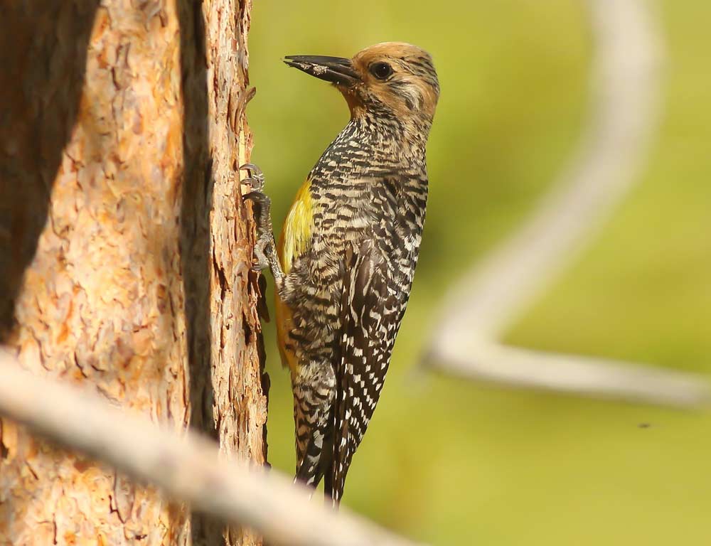 Williamson's Sapsucker