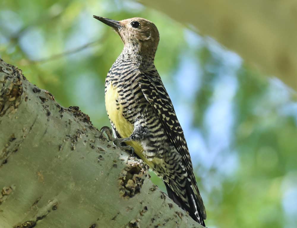 Williamson's Sapsucker