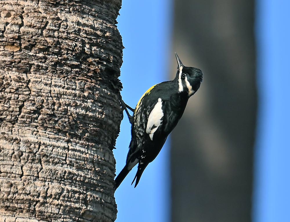 Williamson's Sapsucker