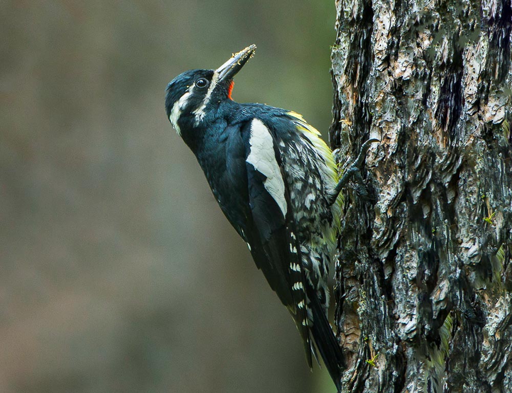 Williamson's Sapsucker