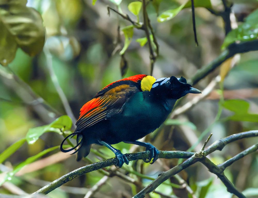 Wilson's Bird-of-Paradise