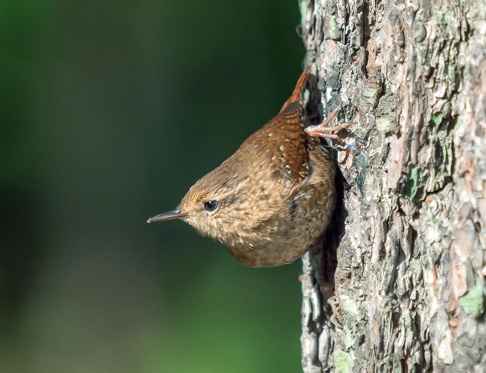 Winter Wren