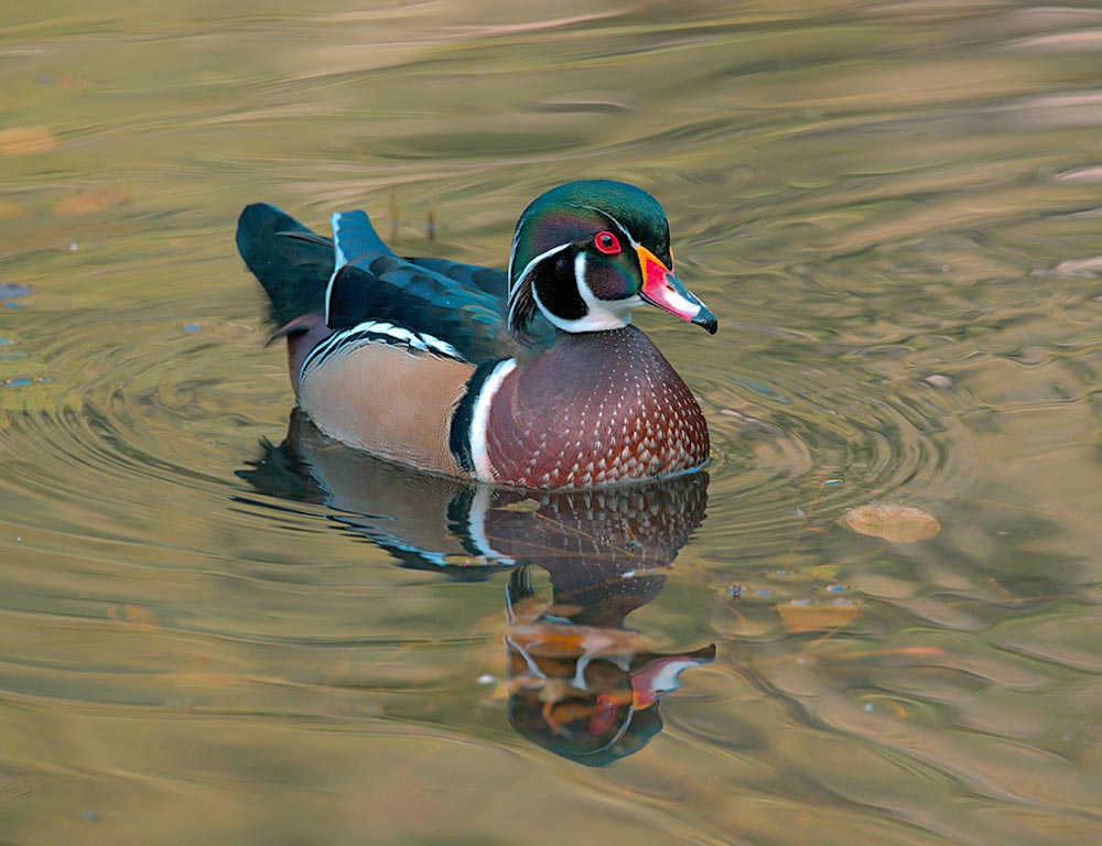 Wood Duck