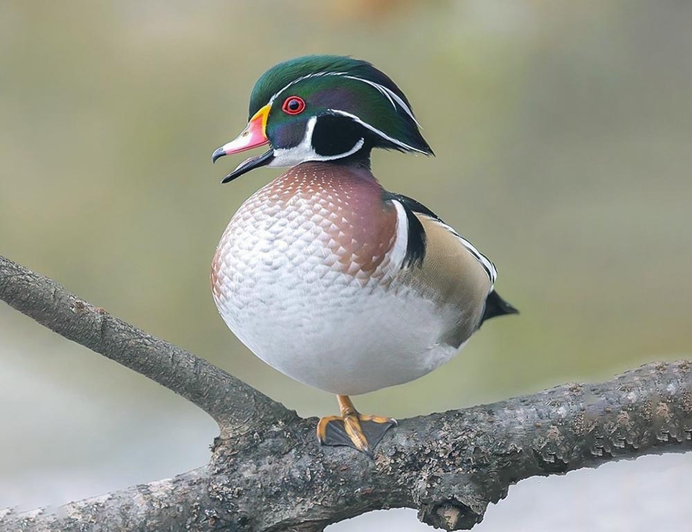 Wood Duck