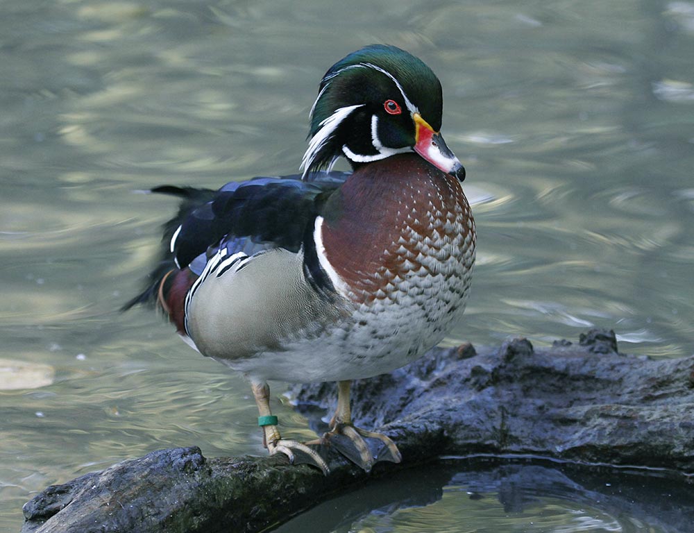 Wood Duck