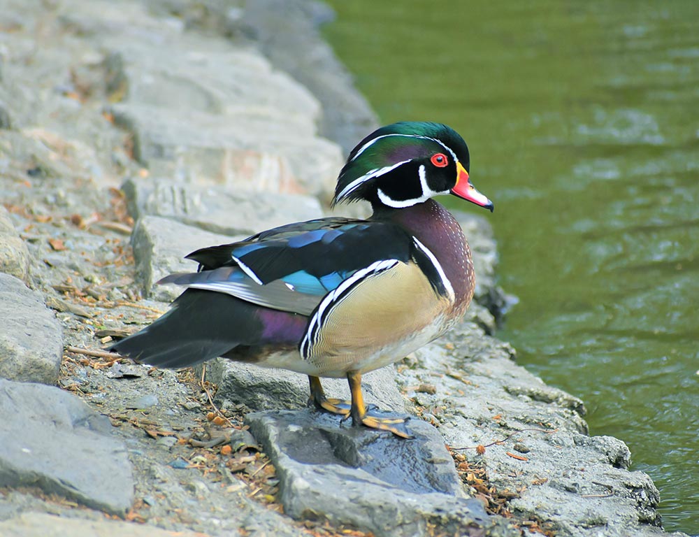 Wood Duck