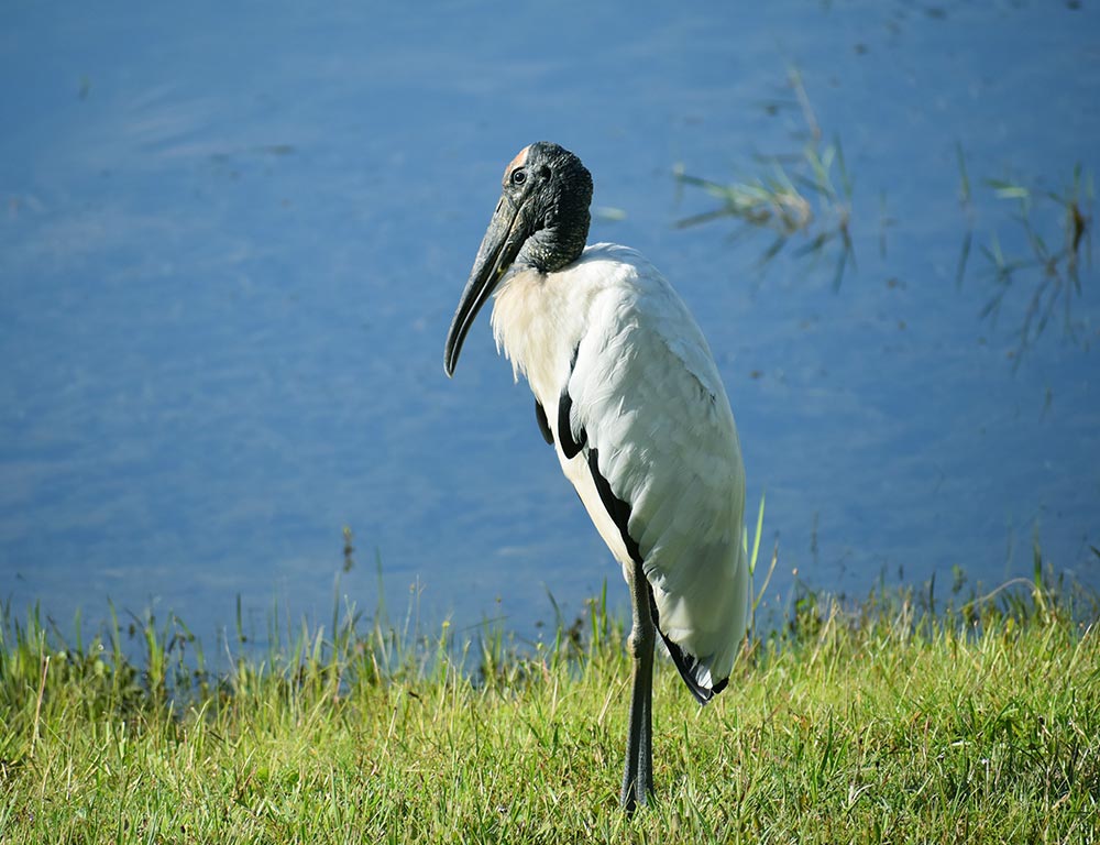 Wood Stork