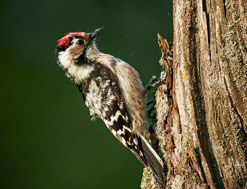 Woodpeckers in Lowa