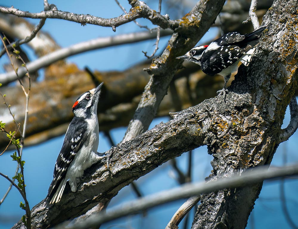 Woodpeckers