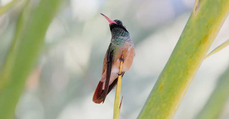 Xantus's hummingbird