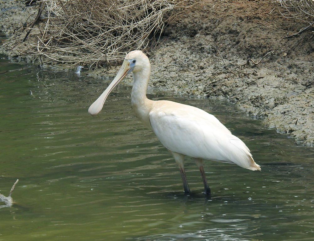 Yellow-Billed Spoonbill