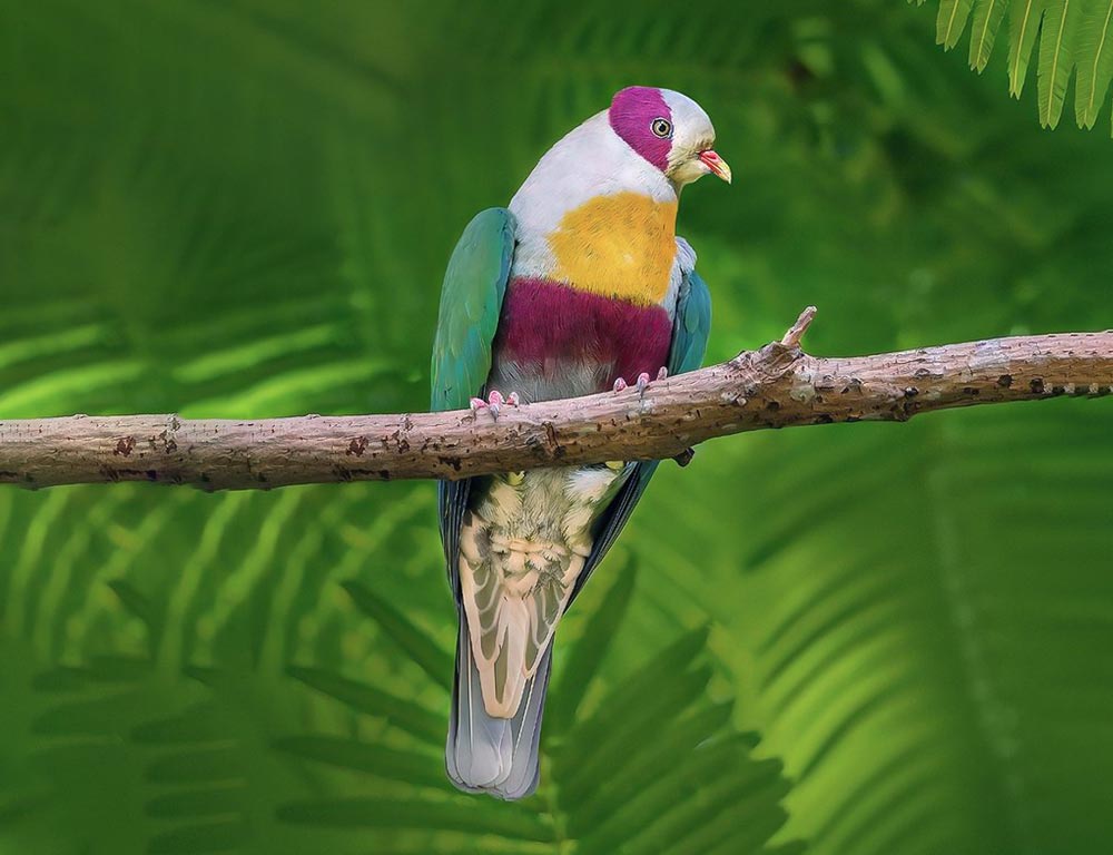 Yellow-Breasted Fruit Dove