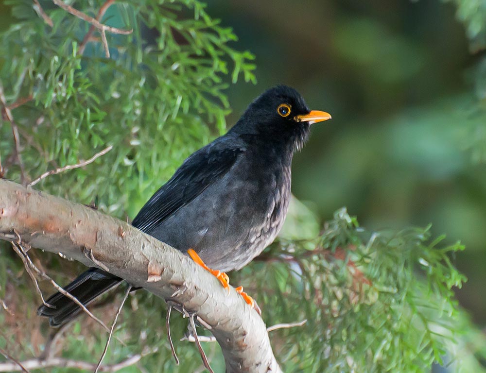 Yellow-Legged Thrush