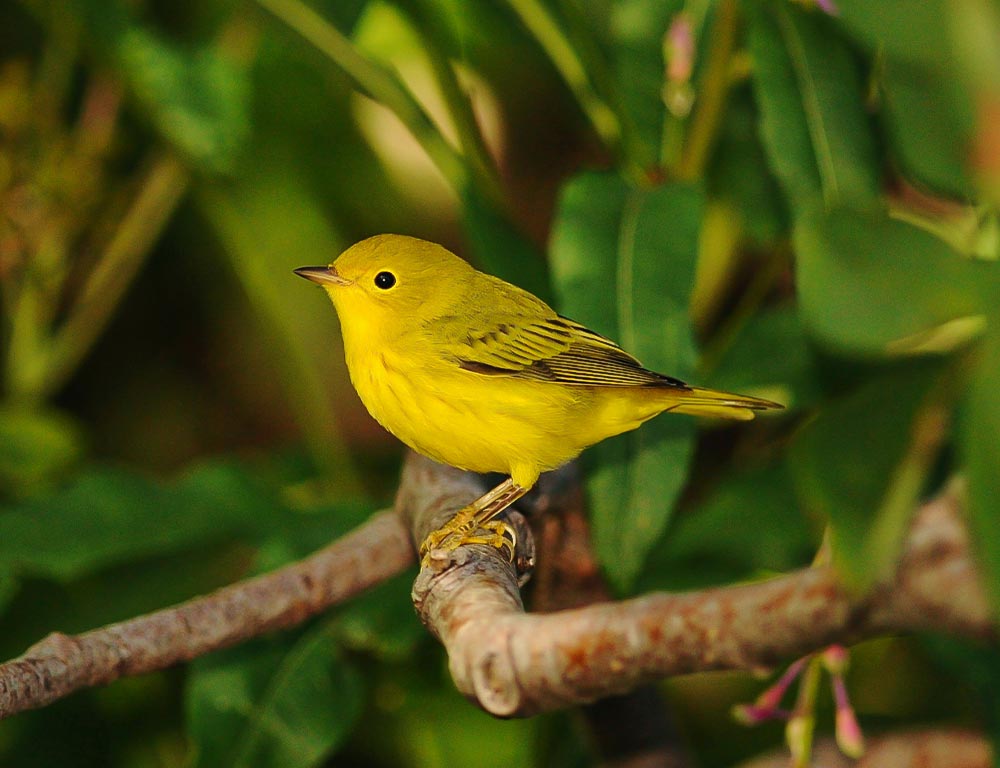 Yellow Warbler