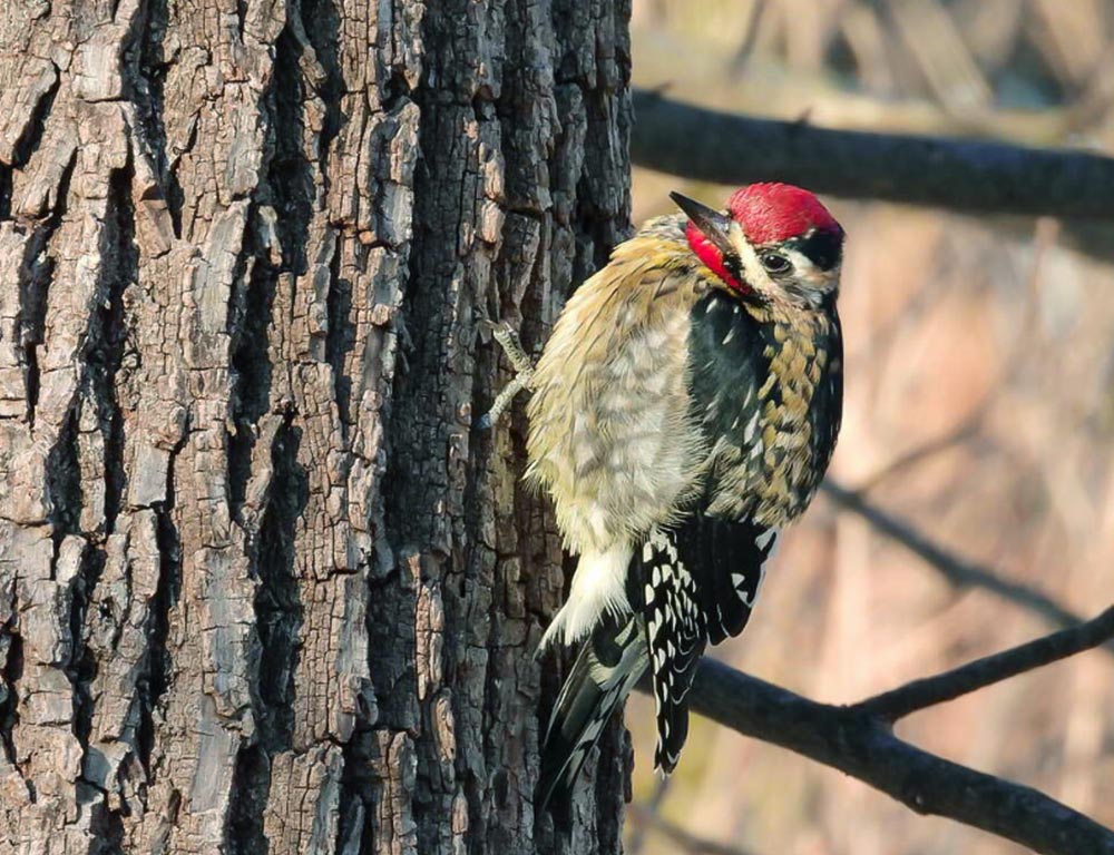 Yellow-bellied Sapsucker