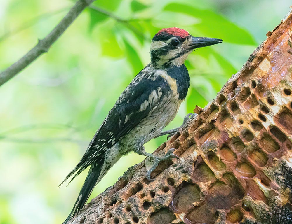 Yellow-bellied Sapsucker