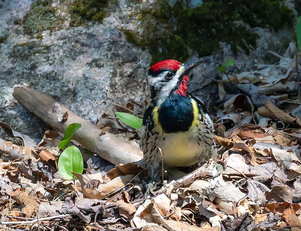 Yellow-bellied Sapsucker