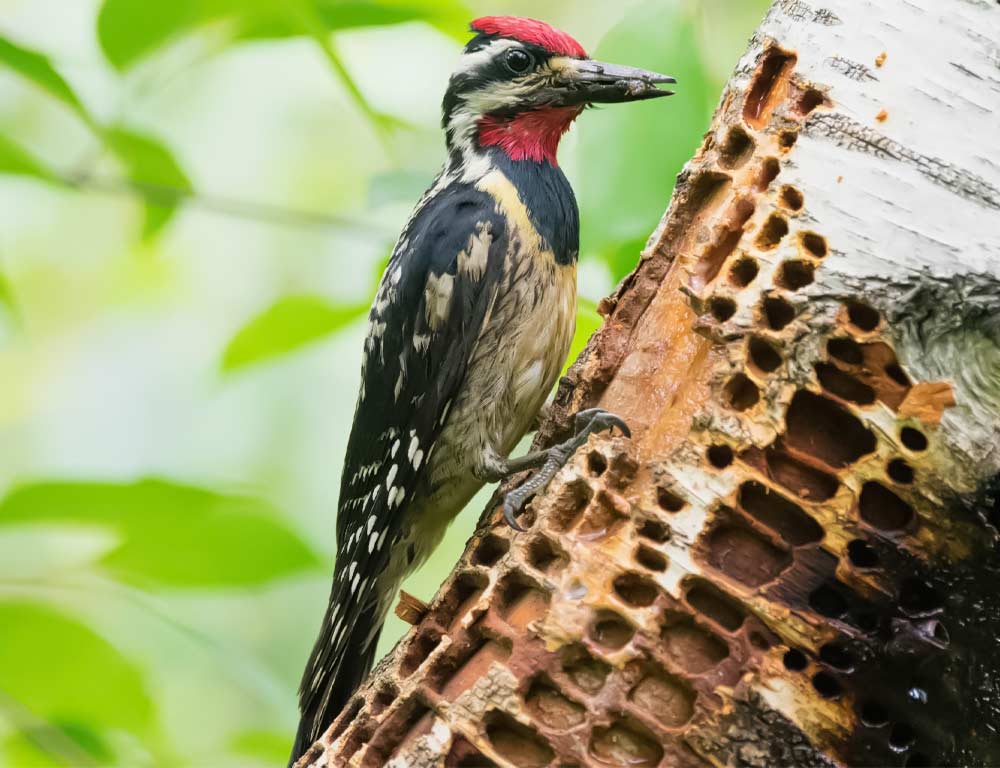 Yellow-bellied Sapsucker