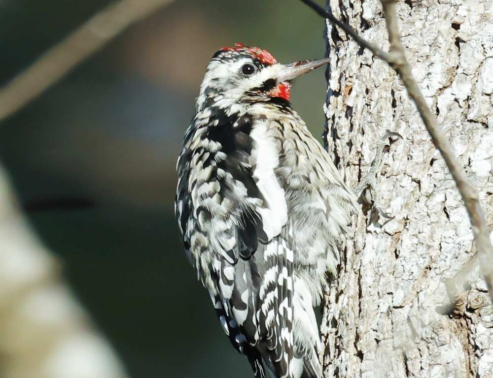 Yellow-bellied Sapsucker