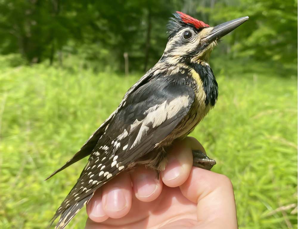 Yellow-bellied Sapsucker