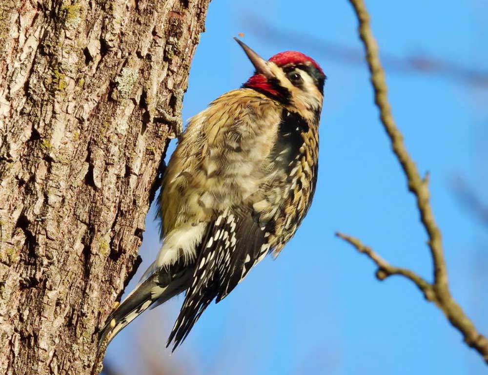 Yellow-bellied Sapsucker