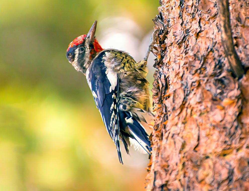 Yellow-bellied Sapsucker