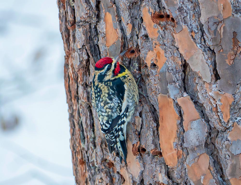 Yellow-bellied Sapsucker