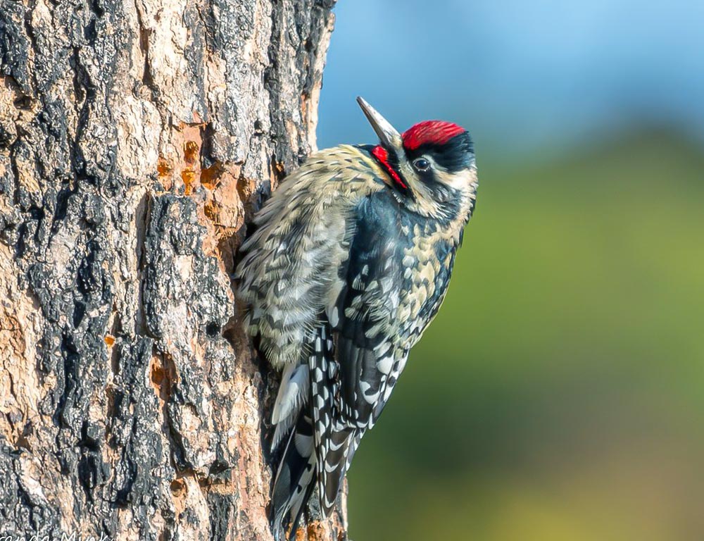 Yellow-bellied Sapsucker