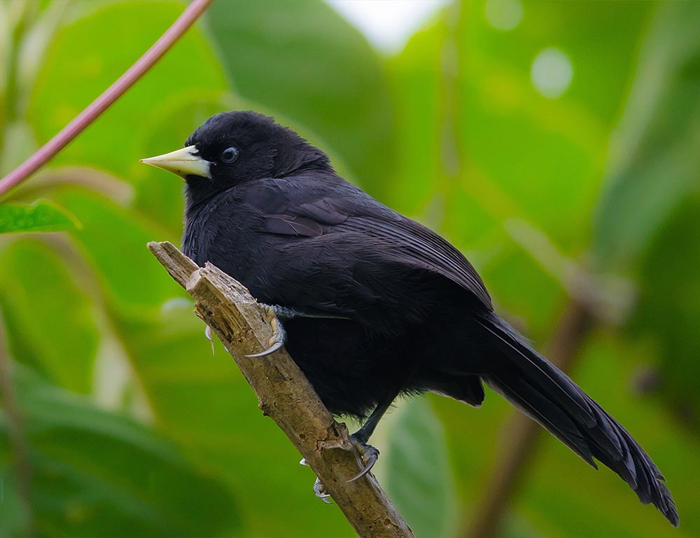 Yellow-billed Cacique