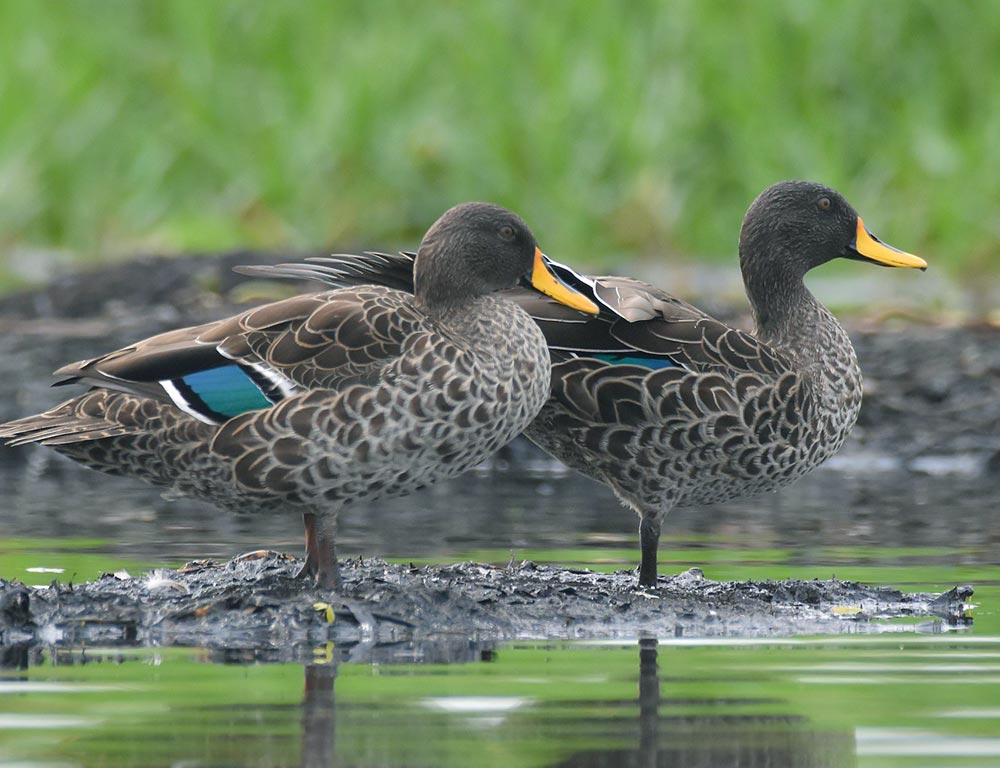 Yellow-billed Duck