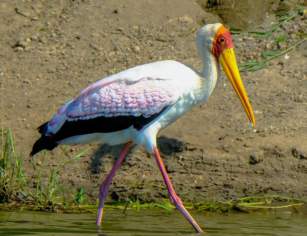 Yellow-billed Ibis