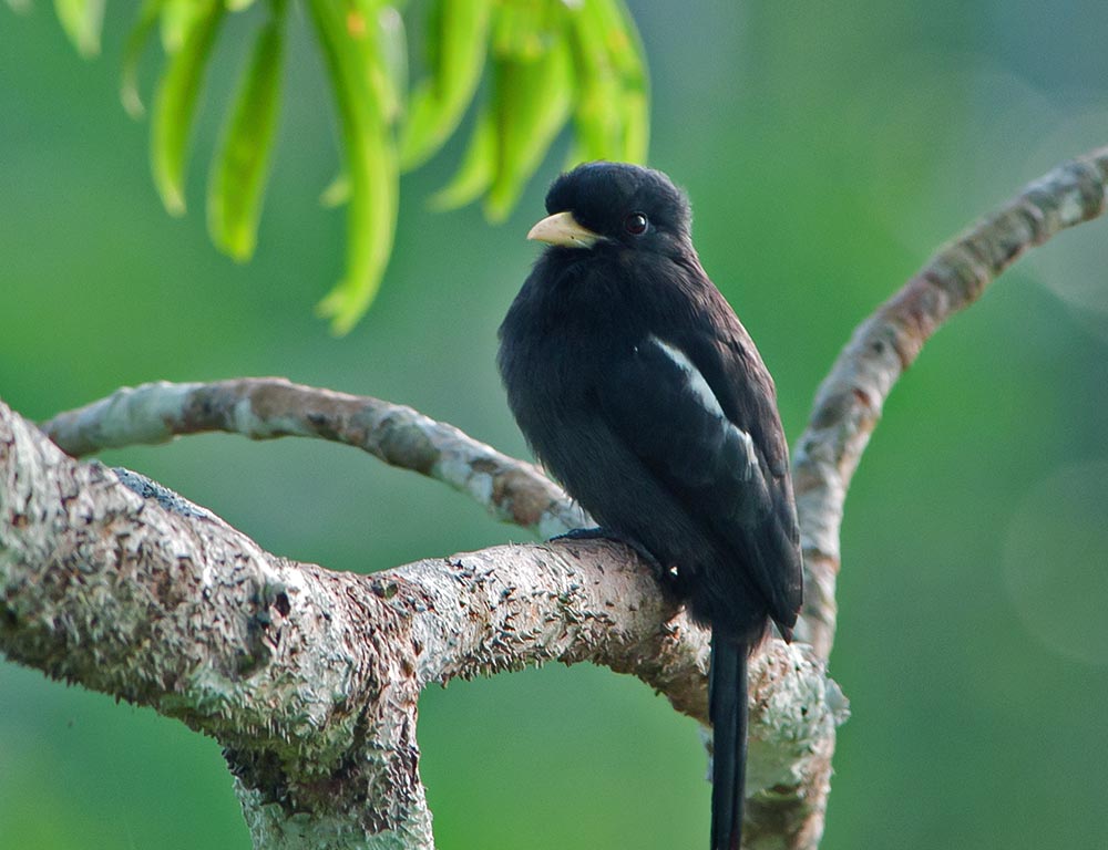 Yellow-billed Nunbird