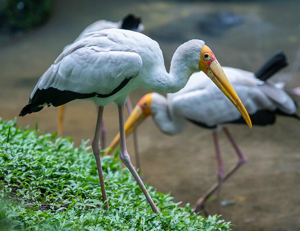 Yellow-billed Stork