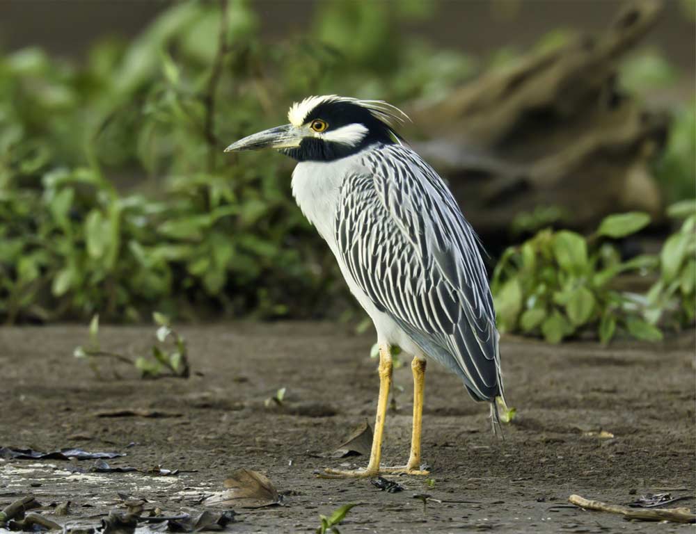 Yellow-crowned Night-Heron