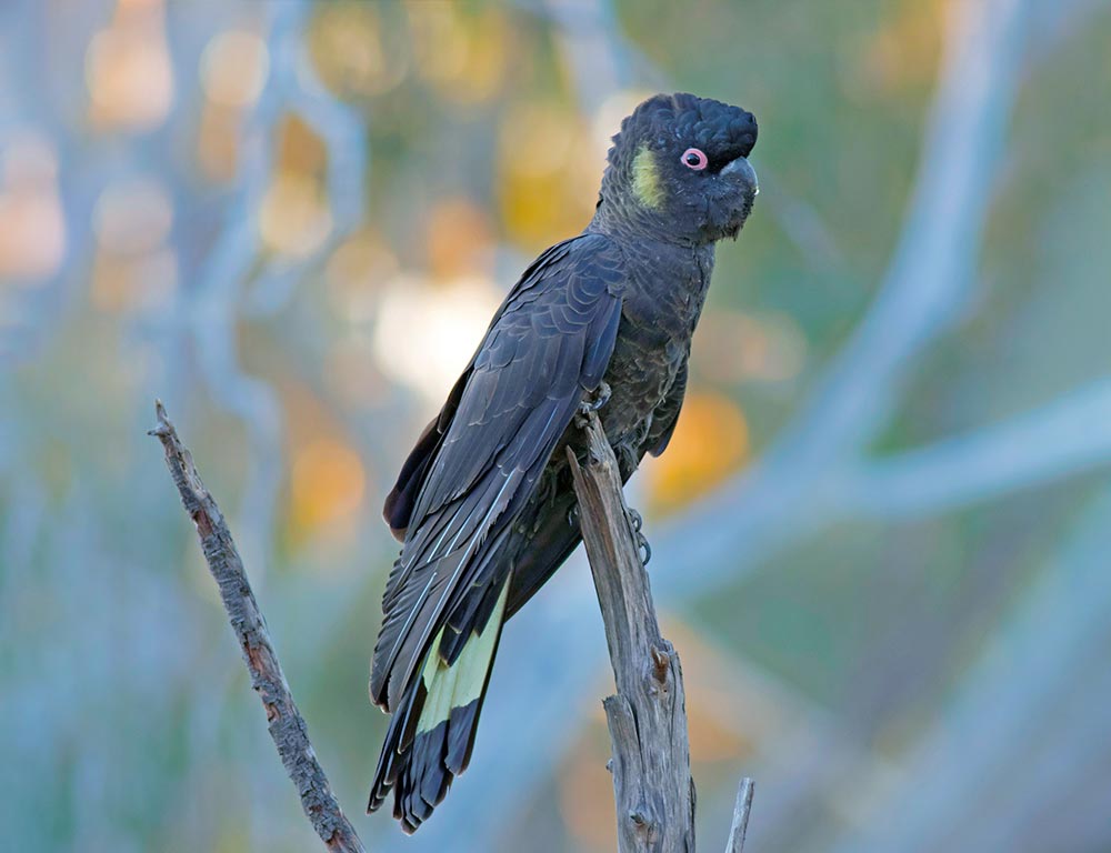 Yellow-tailed Black Cockatoo