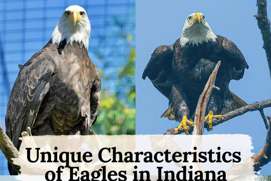 eagles in indiana