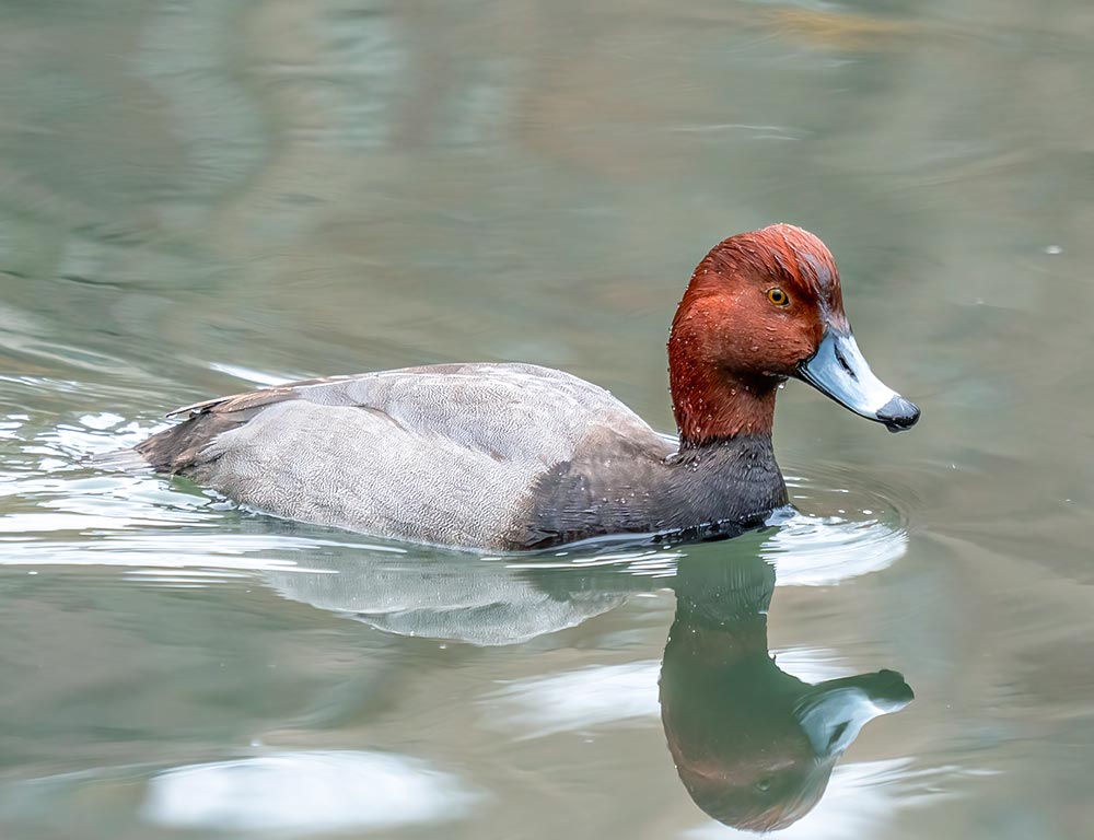 redhead