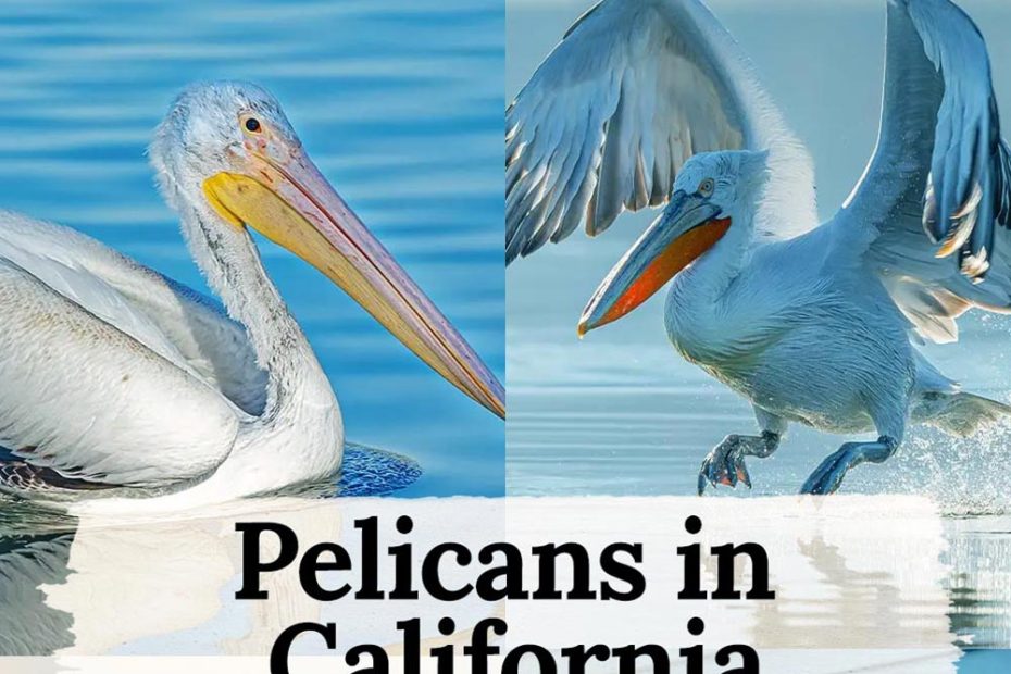 Pelicans in California
