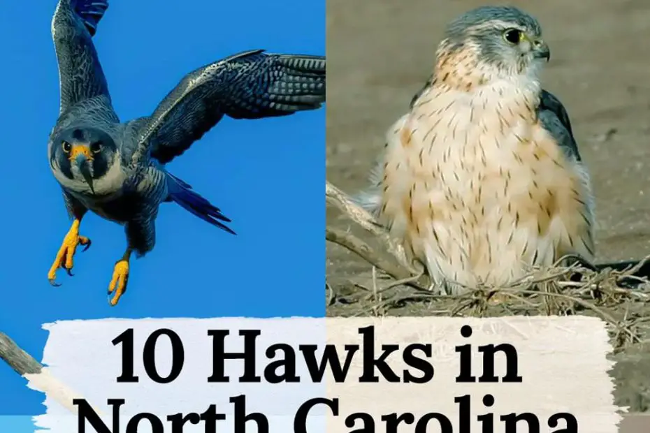Hawks in North Carolina