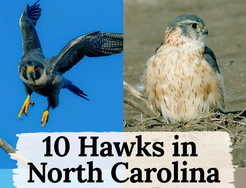 Aerial Ballet: The Rare and Captivating 10 Hawks in North Carolina ...