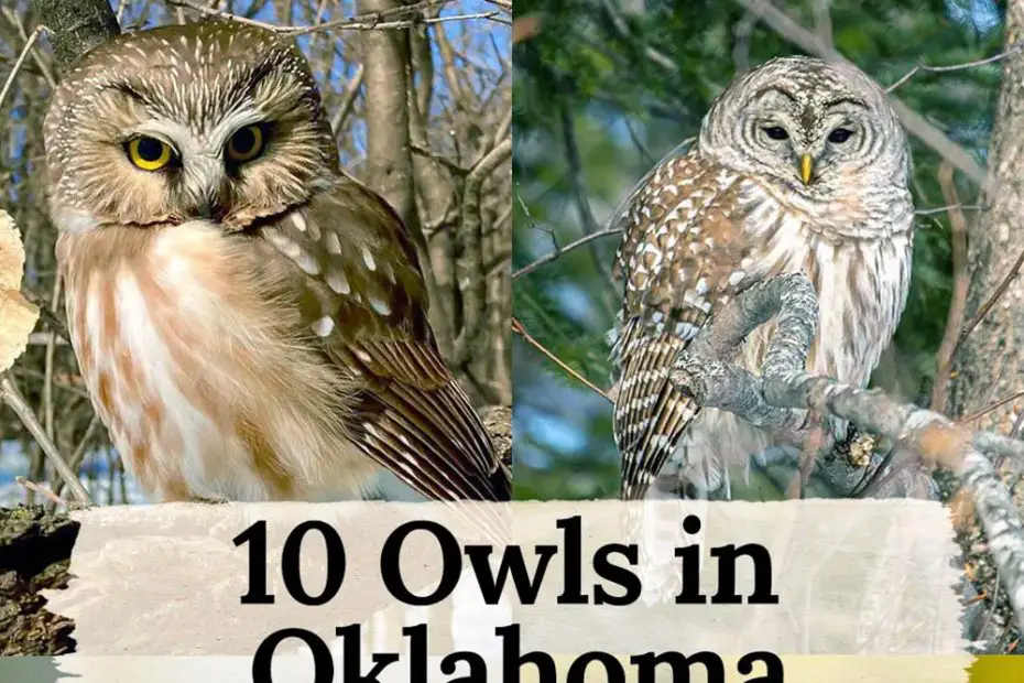 Owls in Oklahoma
