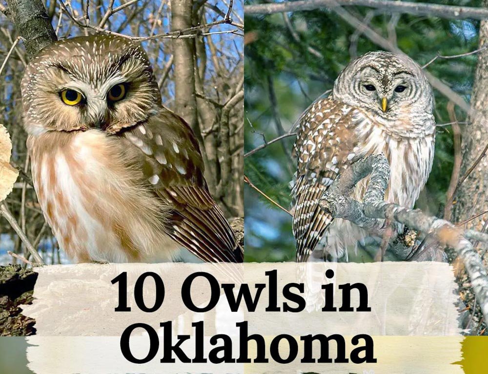 Feathers of the Night: A Journey Through 10 Owls in Oklahoma - The ...