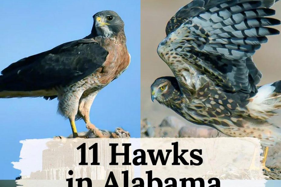 Hawks in Alabama