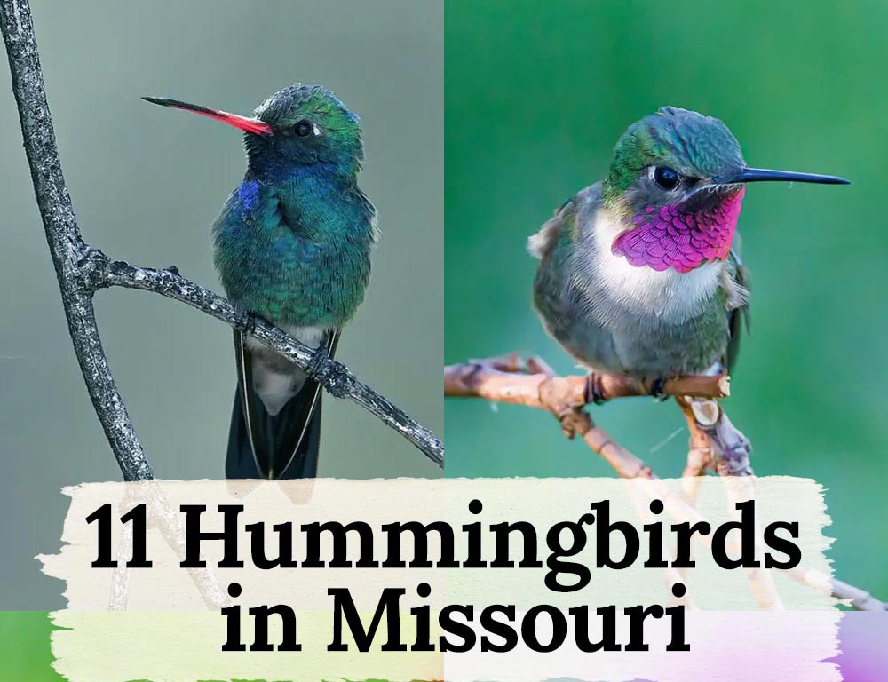 Sky Dancers A Guide to the LesserKnown 11 Hummingbirds in Missouri