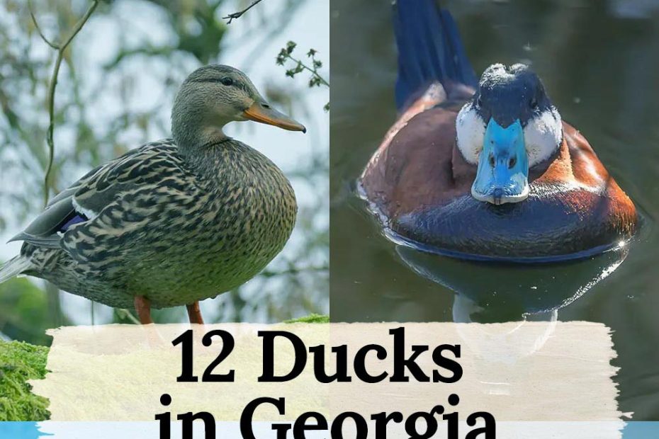 Ducks in Georgia