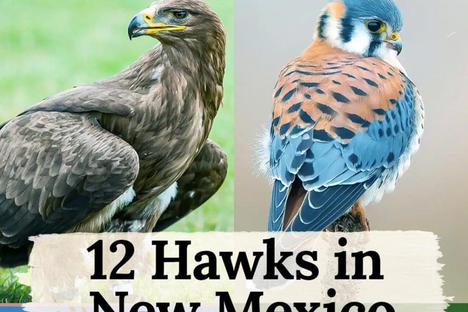 Hawks in New Mexico