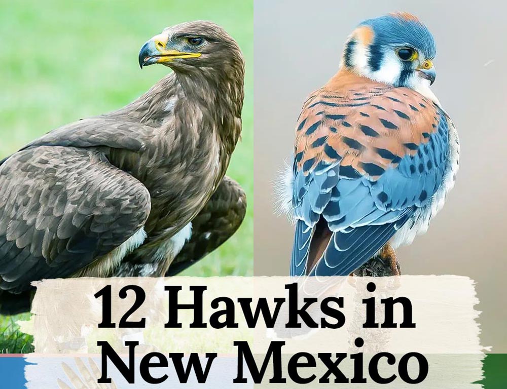 Majestic Soarers: A Guide to the 12 Hawks in New Mexico - The Worlds