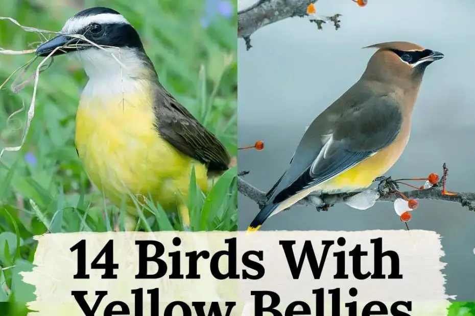 Birds With Yellow Bellies