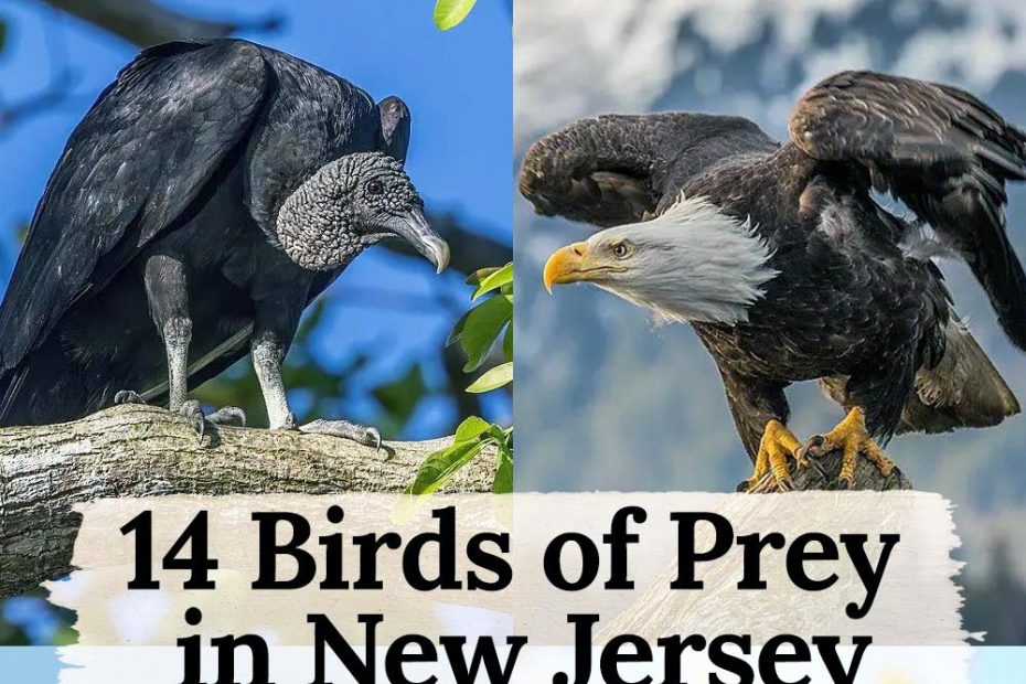 birds of prey in New Jersey