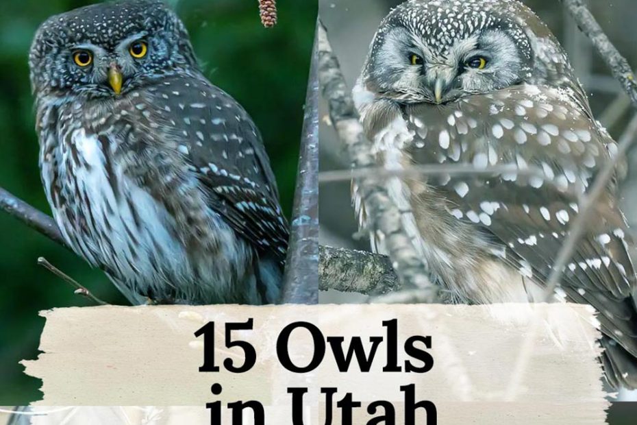 Owls in Utah